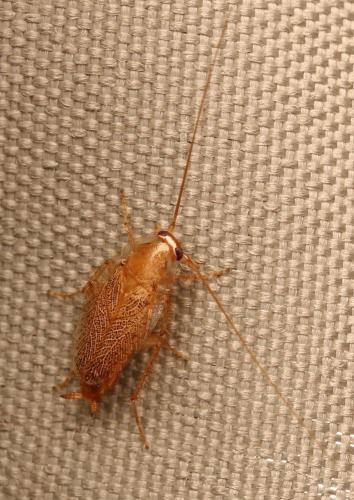 Réf. 289 860 : Planuncus vinzi